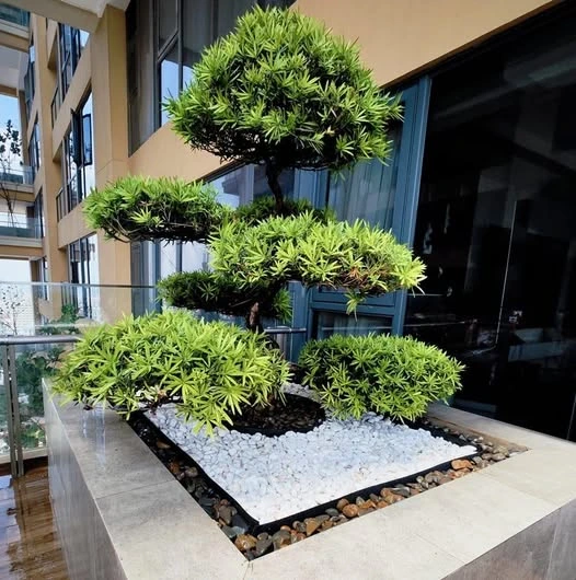 Custom modern balcony garden featuring a manicured bonsai tree in Phnom Penh